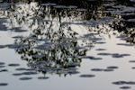 Reflection In Lily Covered Water